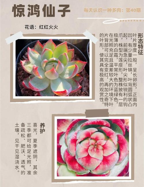 多肉洗剪后晾多久再种?-第1张图片-吾爱花网 多肉洗剪后晾多久再种?-第1张图片-吾爱花网