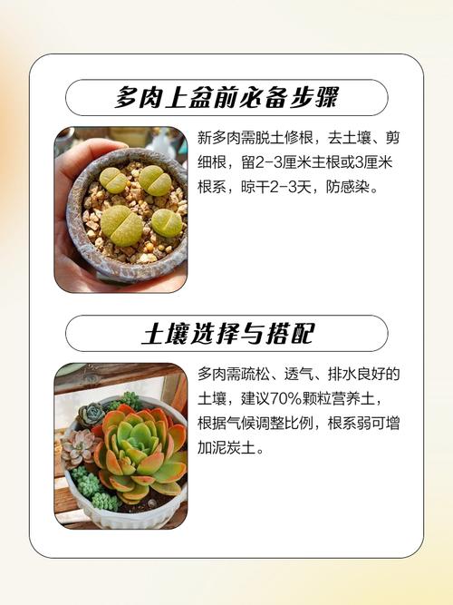 多肉洗剪后晾多久再种?-第3张图片-吾爱花网 多肉洗剪后晾多久再种?-第3张图片-吾爱花网