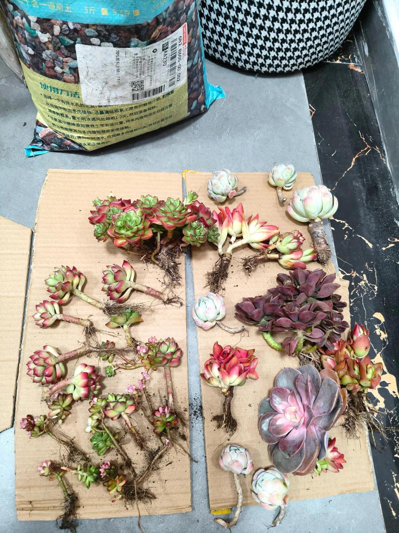 多肉洗剪后晾多久再种？-第2张图片-吾爱花网