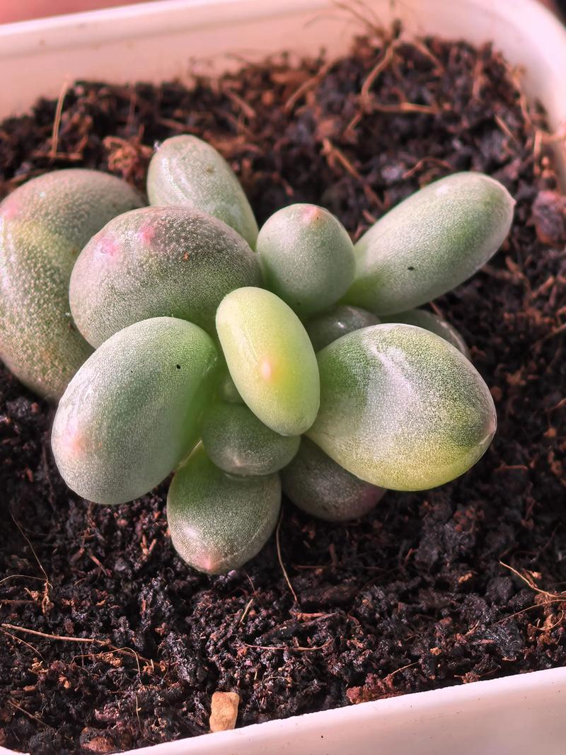 白色条状多肉植物图片-第1张图片-吾爱花网 白色条状多肉植物图片-第1张图片-吾爱花网