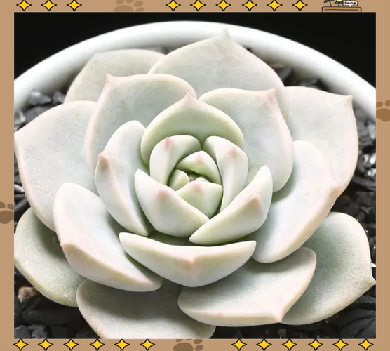 白色条状多肉植物图片-第3张图片-吾爱花网