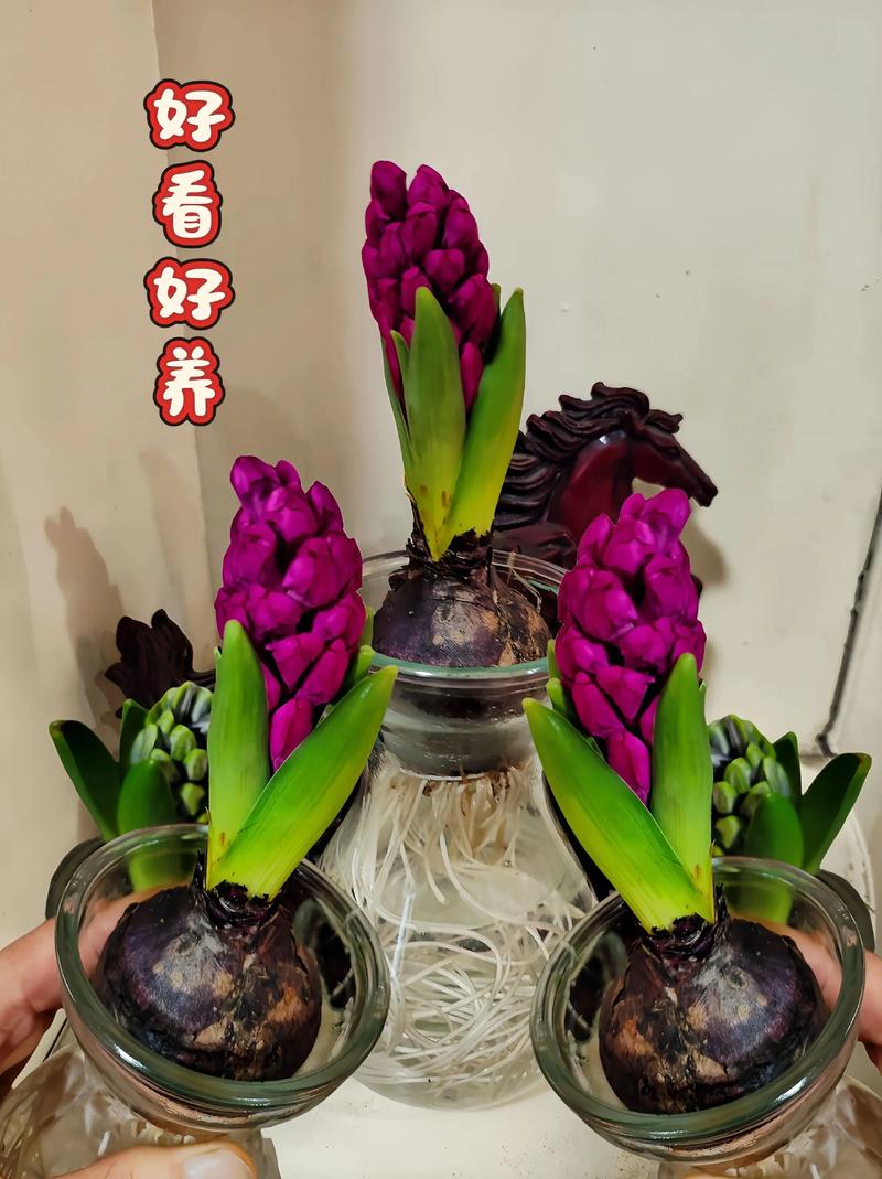 水培风信子开花后怎么养-第2张图片-吾爱花网 水培风信子开花后怎么养-第2张图片-吾爱花网