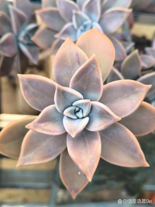 胧月多肉夏天怎么养护-第2张图片-吾爱花网 胧月多肉夏天怎么养护-第2张图片-吾爱花网