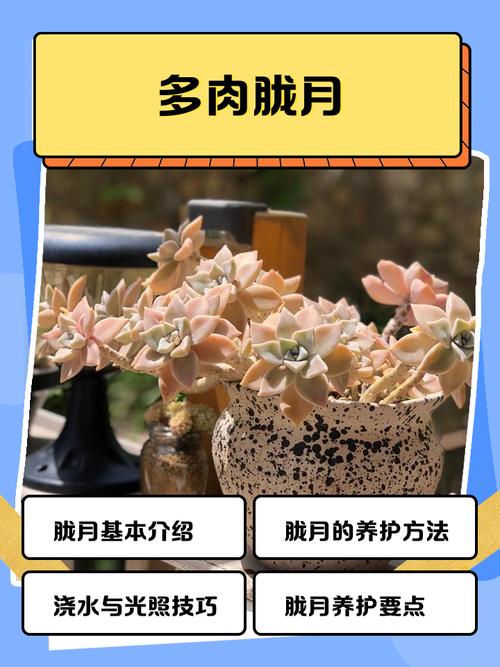 胧月多肉夏天怎么养护-第1张图片-吾爱花网 胧月多肉夏天怎么养护-第1张图片-吾爱花网