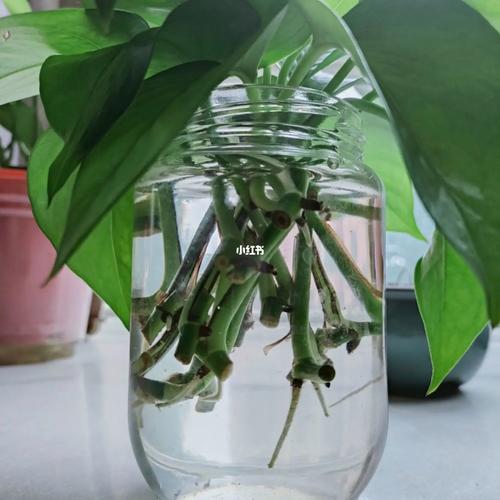 绿萝水培断水,究竟能撑多久?-第3张图片-吾爱花网 绿萝水培断水,究竟能撑多久?-第3张图片-吾爱花网