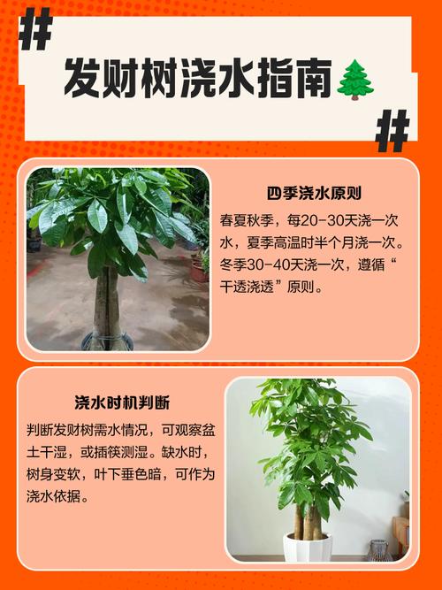 发财树什么时候可以水培-第2张图片-吾爱花网 发财树什么时候可以水培-第2张图片-吾爱花网