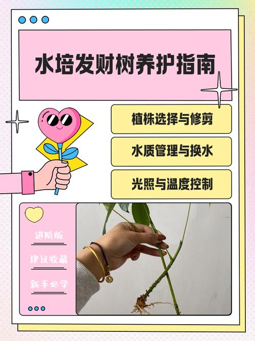 发财树什么时候可以水培-第1张图片-吾爱花网 发财树什么时候可以水培-第1张图片-吾爱花网