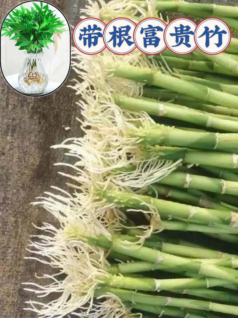 水培富贵竹可以剪根须吗-第2张图片-吾爱花网