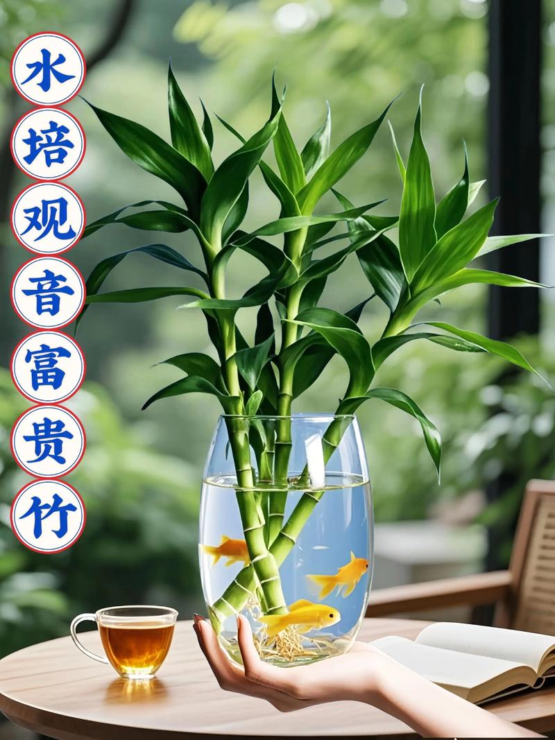 水培富贵竹可以剪根须吗-第3张图片-吾爱花网