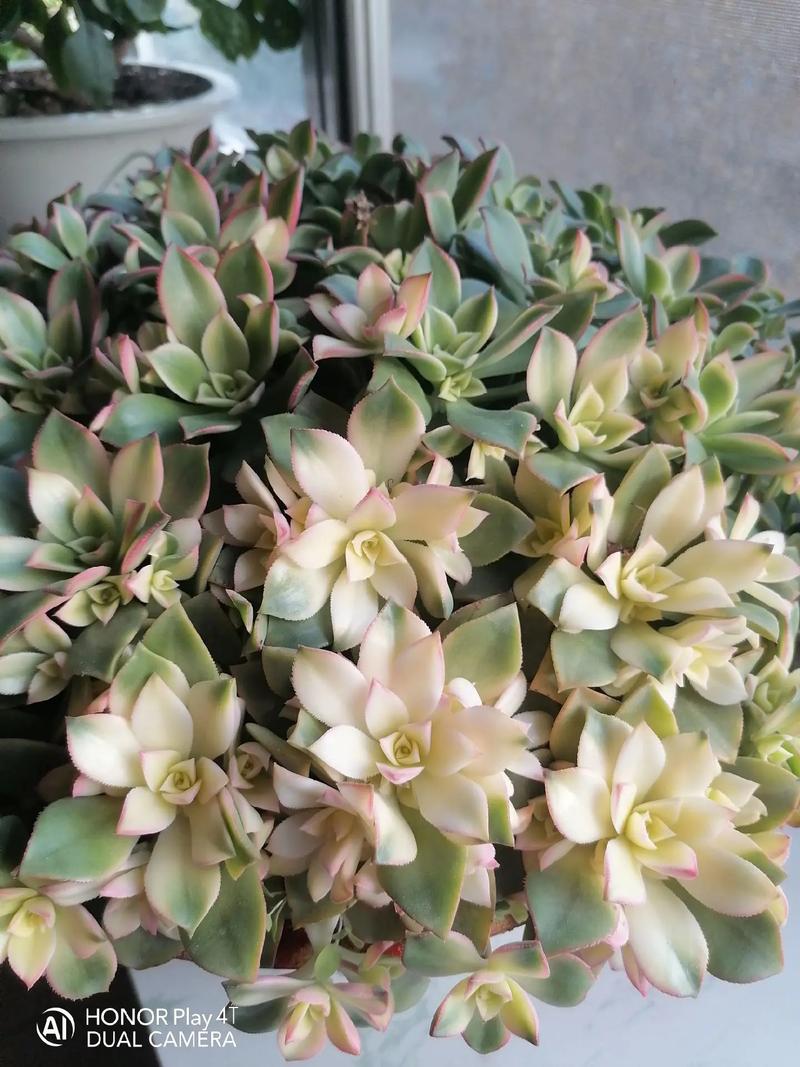 雪莲多肉播种时间怎么选？-第3张图片-吾爱花网