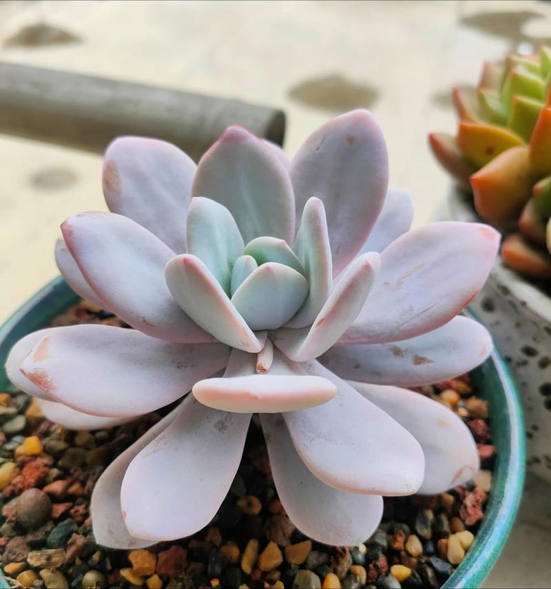 雪莲多肉播种时间怎么选？-第2张图片-吾爱花网