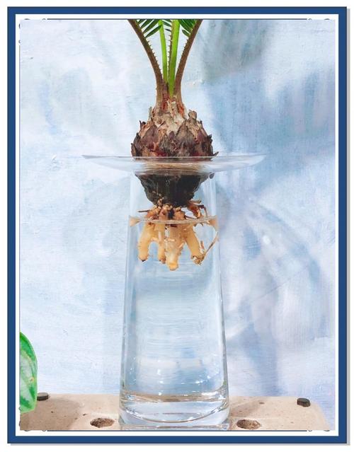 水培植物根腐烂如何防？-第2张图片-吾爱花网