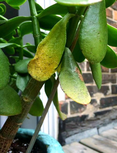 多肉叶子发黄变皱是缺水还是生病了?-第1张图片-吾爱花网 多肉叶子发黄变皱是缺水还是生病了?-第1张图片-吾爱花网