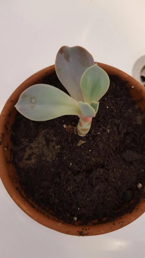 多肉叶子发黄变皱是缺水还是生病了？-第2张图片-吾爱花网