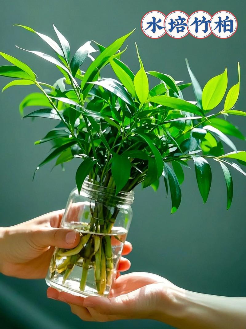 卧室水培植物选哪种更合适?-第2张图片-吾爱花网 卧室水培植物选哪种更合适?-第2张图片-吾爱花网