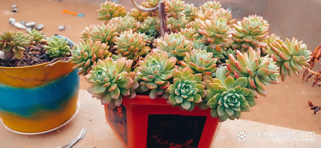 多肉垂钓花卉,为何能这般独特迷人?-第1张图片-吾爱花网 多肉垂钓花卉,为何能这般独特迷人?-第1张图片-吾爱花网