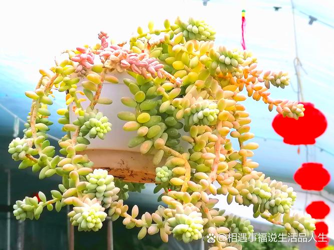 多肉垂钓花卉,为何能这般独特迷人?-第3张图片-吾爱花网 多肉垂钓花卉,为何能这般独特迷人?-第3张图片-吾爱花网