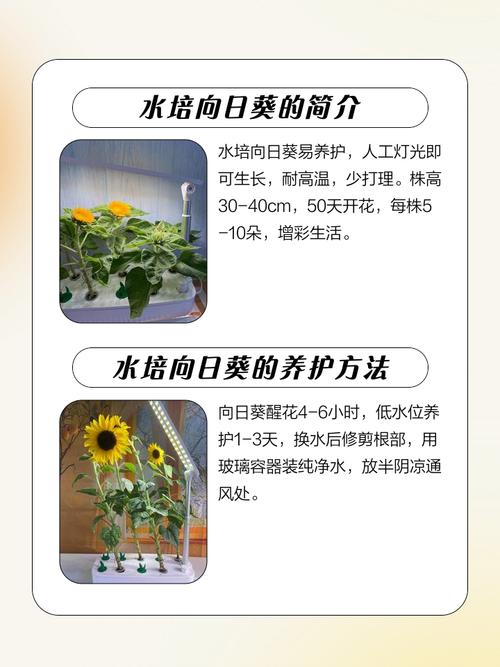 水培太阳花不晒太阳能活吗?-第1张图片-吾爱花网 水培太阳花不晒太阳能活吗?-第1张图片-吾爱花网