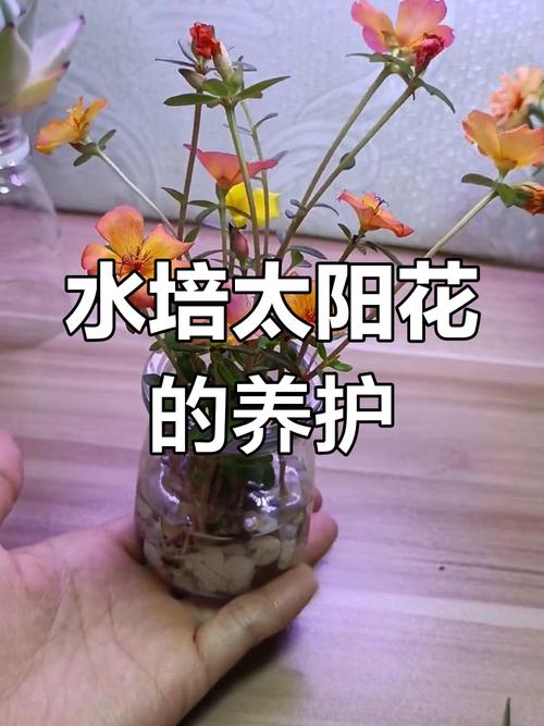 水培太阳花不晒太阳能活吗？-第3张图片-吾爱花网