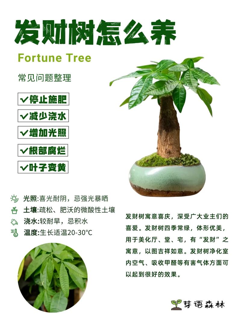 水培发财树需要注意什么-第2张图片-吾爱花网