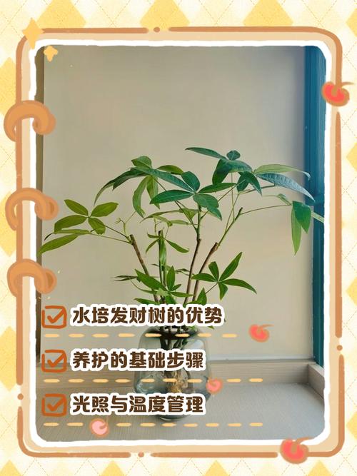 水培发财树需要注意什么-第3张图片-吾爱花网