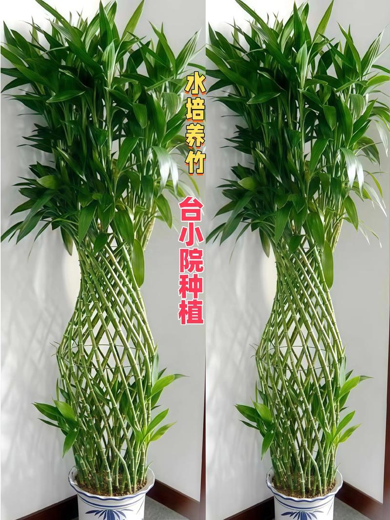 水培转运竹黄杆了怎么办?-第3张图片-吾爱花网 水培转运竹黄杆了怎么办?-第3张图片-吾爱花网