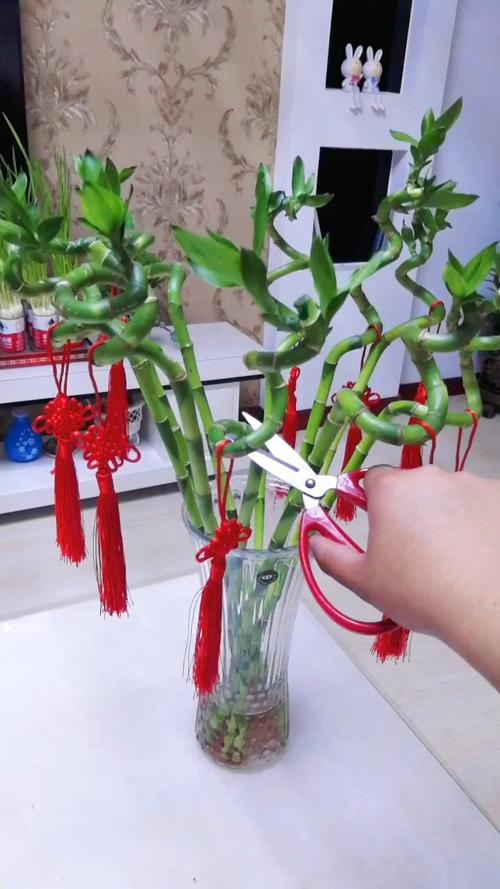 水培转运竹黄杆了怎么办?-第1张图片-吾爱花网 水培转运竹黄杆了怎么办?-第1张图片-吾爱花网