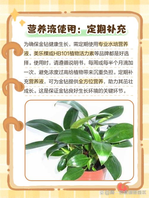 水培金钻转土培怎么换盆不伤根?-第1张图片-吾爱花网 水培金钻转土培怎么换盆不伤根?-第1张图片-吾爱花网