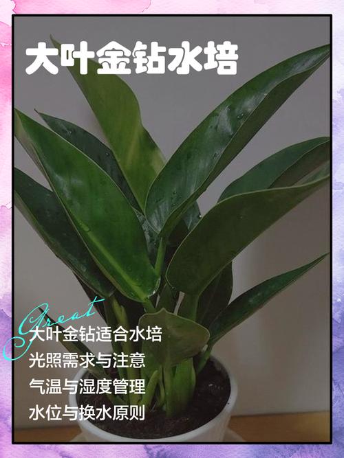 水培金钻转土培怎么换盆不伤根?-第2张图片-吾爱花网 水培金钻转土培怎么换盆不伤根?-第2张图片-吾爱花网