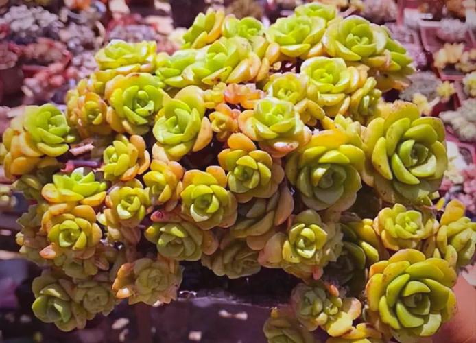 带香味多肉适合室内?-第2张图片-吾爱花网 带香味多肉适合室内?-第2张图片-吾爱花网