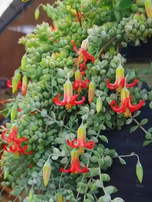 带香味多肉适合室内?-第3张图片-吾爱花网 带香味多肉适合室内?-第3张图片-吾爱花网