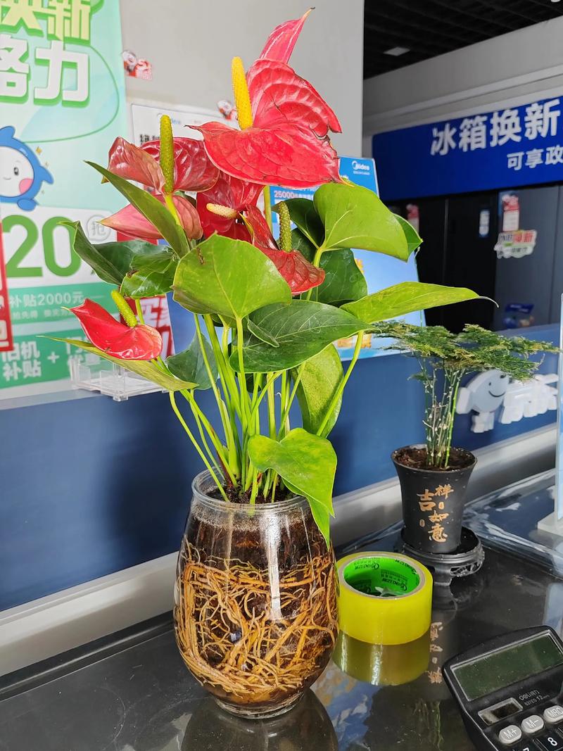 水培红掌叶子水有毒吗?-第1张图片-吾爱花网 水培红掌叶子水有毒吗?-第1张图片-吾爱花网