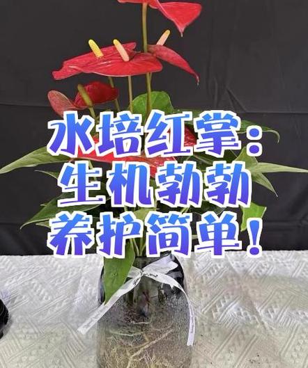 水培红掌叶子水有毒吗？-第2张图片-吾爱花网
