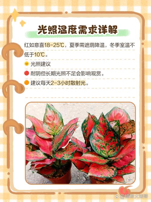 红如意水培叶子为何变深红？-第3张图片-吾爱花网