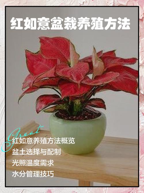 红如意水培叶子为何变深红?-第1张图片-吾爱花网 红如意水培叶子为何变深红?-第1张图片-吾爱花网