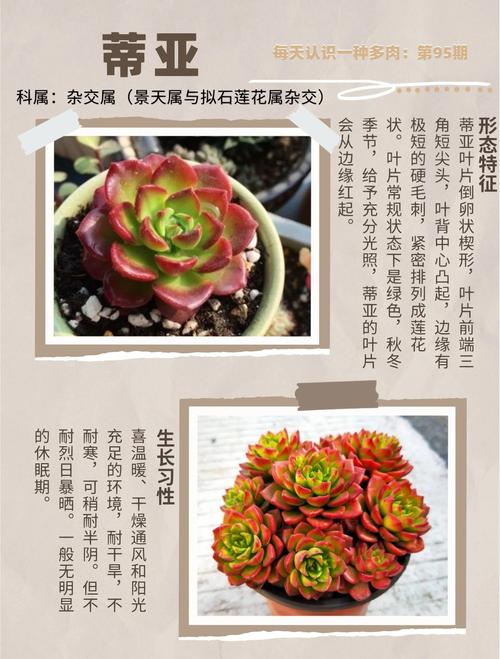 多肉蒂亚用什么土长得好?-第2张图片-吾爱花网 多肉蒂亚用什么土长得好?-第2张图片-吾爱花网