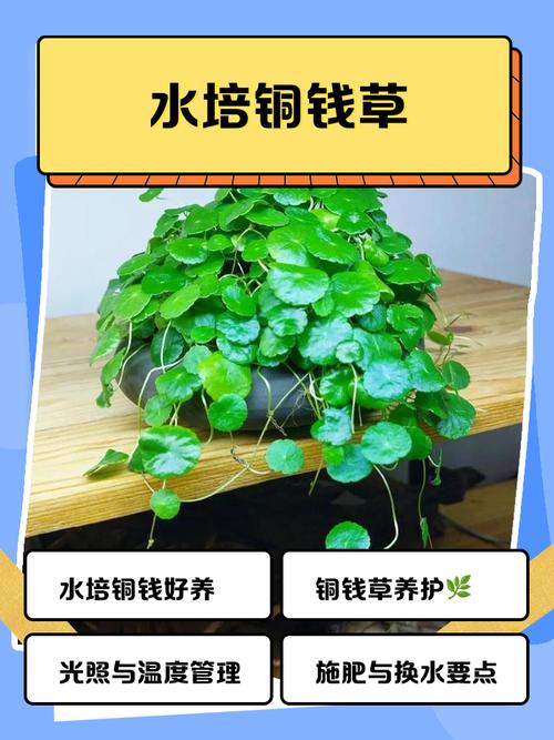 水培铜钱草营养液一次加多少?-第1张图片-吾爱花网 水培铜钱草营养液一次加多少?-第1张图片-吾爱花网
