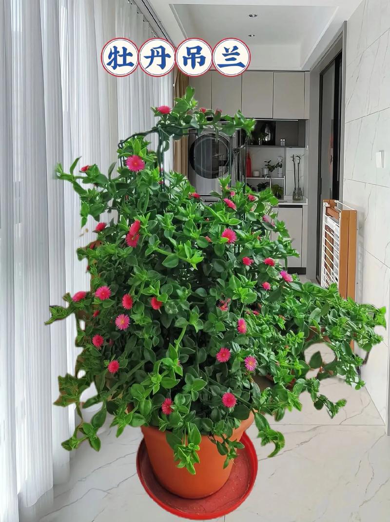 牧丹吊兰水培能放床台上吗？-第2张图片-吾爱花网