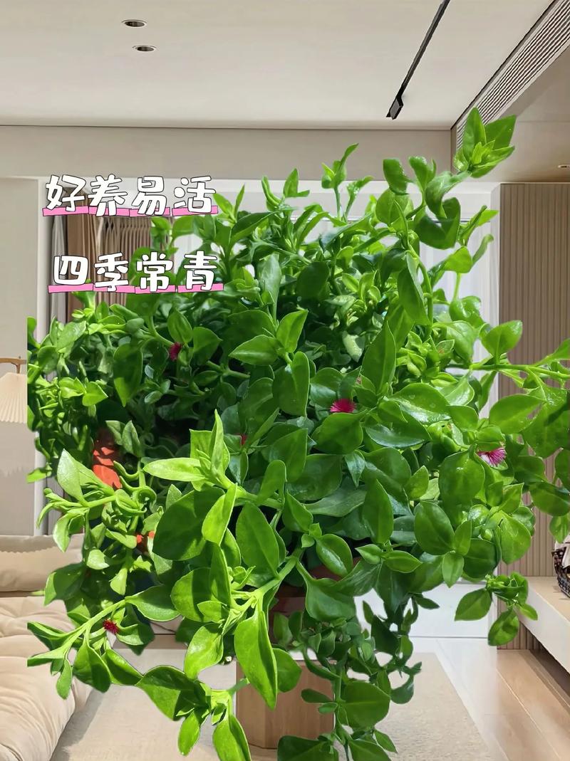 牧丹吊兰水培能放床台上吗?-第3张图片-吾爱花网 牧丹吊兰水培能放床台上吗?-第3张图片-吾爱花网