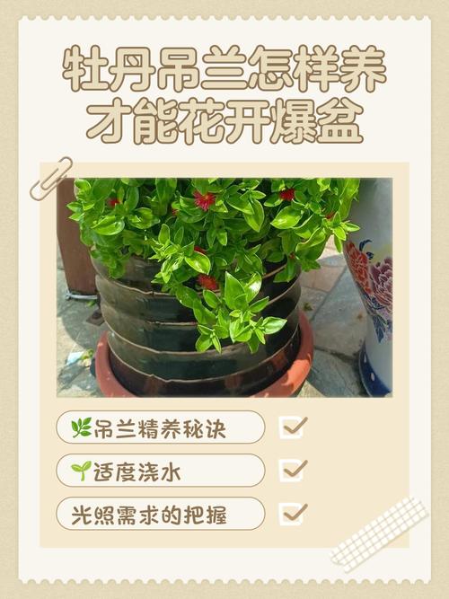 牧丹吊兰水培能放床台上吗?-第1张图片-吾爱花网 牧丹吊兰水培能放床台上吗?-第1张图片-吾爱花网