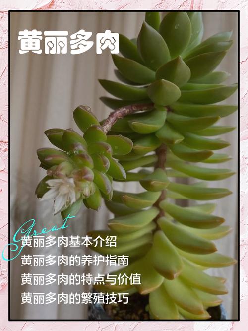 冬季黄丽养护关键是什么?-第1张图片-吾爱花网 冬季黄丽养护关键是什么?-第1张图片-吾爱花网