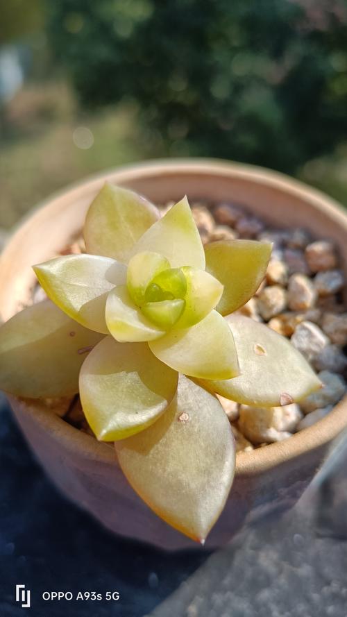 冬季黄丽养护关键是什么?-第3张图片-吾爱花网 冬季黄丽养护关键是什么?-第3张图片-吾爱花网