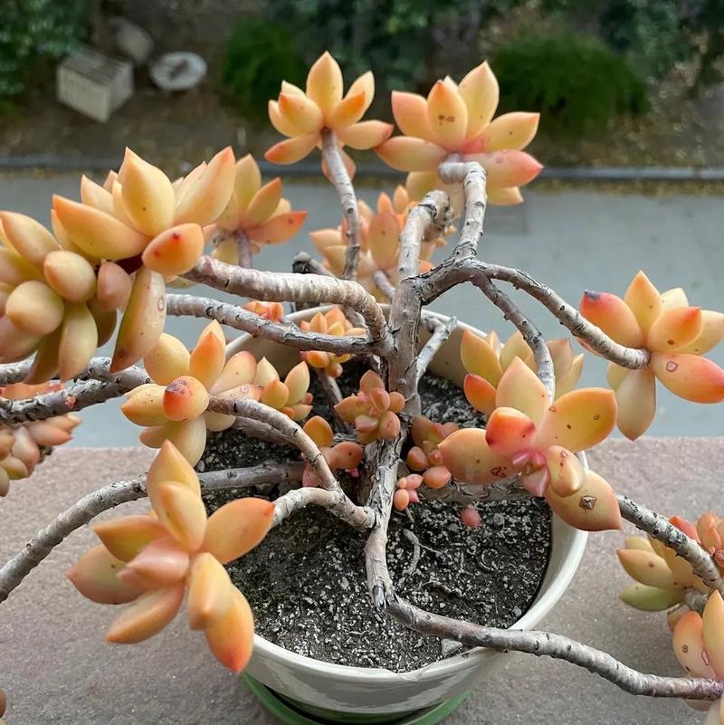 冬季黄丽养护关键是什么?-第2张图片-吾爱花网 冬季黄丽养护关键是什么?-第2张图片-吾爱花网