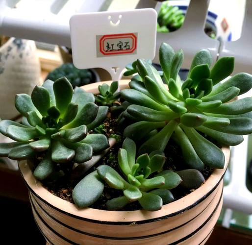 红宝石多肉怎么是紫红-第2张图片-吾爱花网 红宝石多肉怎么是紫红-第2张图片-吾爱花网