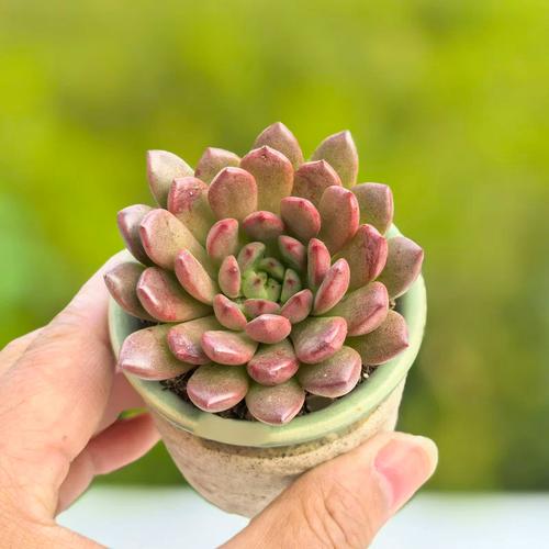 红宝石多肉怎么是紫红-第3张图片-吾爱花网 红宝石多肉怎么是紫红-第3张图片-吾爱花网