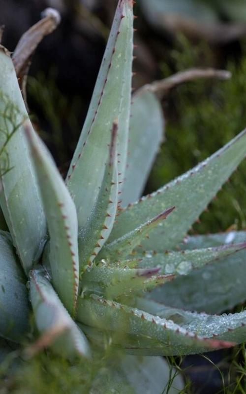 多肉里像芦荟的植物是哪个品种?-第1张图片-吾爱花网 多肉里像芦荟的植物是哪个品种?-第1张图片-吾爱花网