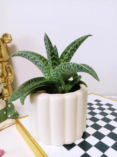 多肉里像芦荟的植物是哪个品种？-第2张图片-吾爱花网