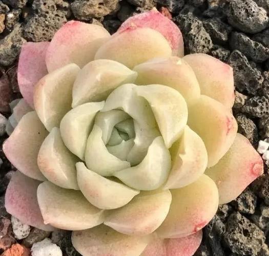 月美人品种图片有哪些?-第1张图片-吾爱花网 月美人品种图片有哪些?-第1张图片-吾爱花网