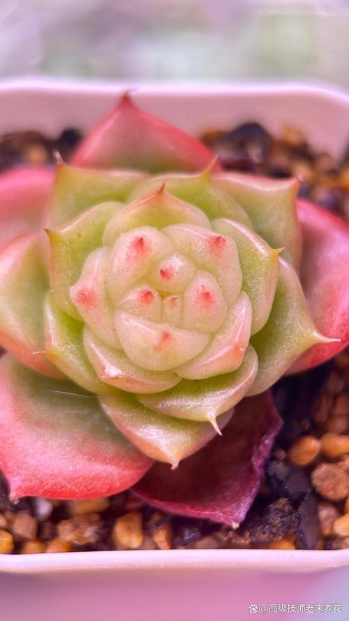 月美人品种图片有哪些？-第3张图片-吾爱花网