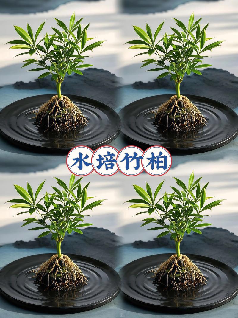 竹柏水培叶子发黄咋办?-第2张图片-吾爱花网 竹柏水培叶子发黄咋办?-第2张图片-吾爱花网